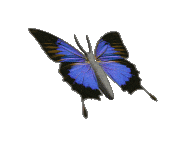 motylek